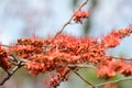 Small flowers red orange Beautiful bloom Royalty Free Stock Photo