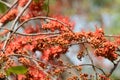 Small flowers red orange Beautiful bloom Royalty Free Stock Photo