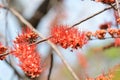 Small flowers red orange Beautiful bloom Royalty Free Stock Photo