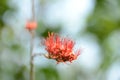 Small flowers red orange Beautiful bloom Royalty Free Stock Photo