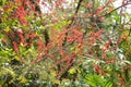 Small flowers red orange Beautiful bloom