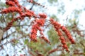 Small flowers red orange Beautiful bloom Royalty Free Stock Photo