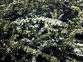 Small flowers on a spirea branch Royalty Free Stock Photo