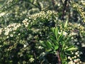 Small flowers on a spirea branch Royalty Free Stock Photo