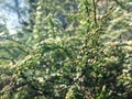 Small flowers on a spirea branch Royalty Free Stock Photo