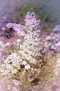 The small flowers of Spirea Latin. Spiraea white