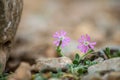 Small flowers Royalty Free Stock Photo