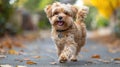 A small, fluffy, brown dog runs towards the camera on a paved path with fall leaves on the ground Royalty Free Stock Photo
