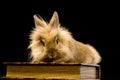 A small fluffy brown rabbit sitting on a book