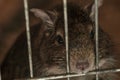 Small fluffy brown rat pet in cage Royalty Free Stock Photo