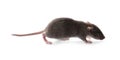 Small fluffy brown rat on white background Royalty Free Stock Photo