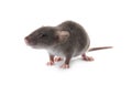 Small fluffy brown rat on white background Royalty Free Stock Photo