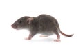 Small fluffy brown rat on white background Royalty Free Stock Photo
