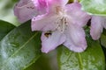 small bumble bee in pink flower in spring