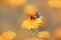 A small fluffy bumblebee collects pollen and nectar from an yellow blooming dandelion flower on an early foggy summer morning. Royalty Free Stock Photo