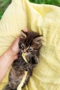 A small fluffy cat plays with its owner with a small cord in the girl s arms. View from above