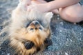 Dog of Pomeranian breed with golden hair and brown eyes lies on beach and plays with hands of unknown boy under sun Royalty Free Stock Photo