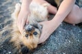 Dog of Pomeranian breed with golden hair and brown eyes lies on beach and plays with hands of unknown boy under sun Royalty Free Stock Photo