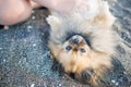 Dog of Pomeranian breed with golden hair and brown eyes lies on beach and plays with hands of unknown boy under sun Royalty Free Stock Photo