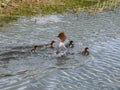 Small, fluffy chicks together with mother of the Goosander (common merganser) (Mergus merganser) Royalty Free Stock Photo