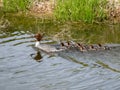 Fluffy chicks together with mother of the Goosander (common merganser) (Mergus merganser) swimming in water Royalty Free Stock Photo