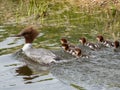 Fluffy chicks together with mother of the Goosander (common merganser) (Mergus merganser) swimming in water Royalty Free Stock Photo