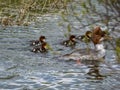 Fluffy chicks together with mother of the Goosander (common merganser) (Mergus merganser) swimming in water Royalty Free Stock Photo