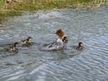 Small, fluffy chicks together with mother of the Goosander (common merganser) (Mergus merganser) swimming Royalty Free Stock Photo