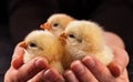 Small fluffy chicks in woman palm - close up Royalty Free Stock Photo