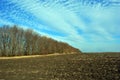 Small fluffy clouds on a blue spring sky over a plowed field humus and tree planting line Royalty Free Stock Photo