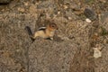 Small fluffy Colorado chipmunk (Tamias quadrivittatus) resting on a rock