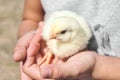 A small fluffy cute baby chick being held in a child`s hands Royalty Free Stock Photo