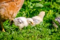 Small fluffy cute white baby chick pecking Royalty Free Stock Photo