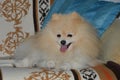 small fluffy dog, German Pomeranian, Pomeranian. a man\'s friend. a pet