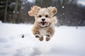 a small fluffy dog jumps merrily in the snow