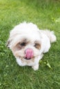 A small fluffy dog liking his nose Royalty Free Stock Photo