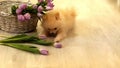 A small fluffy dog,a pomeranian puppy,nibbles tulips ,at home on the floor