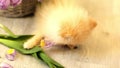 A small fluffy dog,a pomeranian puppy,nibbles tulips ,at home on the floor