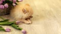 A small fluffy dog,a pomeranian puppy,nibbles tulips ,at home on the floor