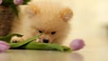 A small fluffy dog,a pomeranian puppy,nibbles tulips ,at home on the floor