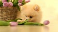 A small fluffy dog,a pomeranian puppy,nibbles tulips ,at home on the floor