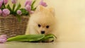 A small fluffy dog,a pomeranian puppy,nibbles tulips ,at home on the floor