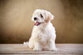Small fluffy dog sitting Royalty Free Stock Photo