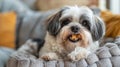 Small fluffy dog sitting on a cozy bed indoors. Royalty Free Stock Photo