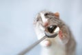 Small fluffy domestic pet rat face with funny nose holding in little hands silver spoon.