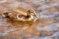 A small fluffy duckling alone swims in the clear water of the lake. Royalty Free Stock Photo