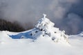 Small fluffy fir trees covered with webby snow. Spruce tree stand in snow swept mountain meadow under a gray winter sky. Royalty Free Stock Photo