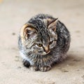 A small fluffy grey kitten sitting on the doorstep