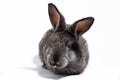 small fluffy grey rabbit isolated on white background, Easter Bunny. Hare for Easter close-up on a white background Royalty Free Stock Photo