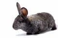 small fluffy grey rabbit isolated on white background, Easter Bunny. Hare for Easter close-up on a white background Royalty Free Stock Photo